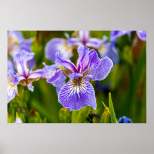Iris Flower Poster