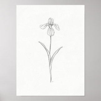 Iris Flower Sketch Print
