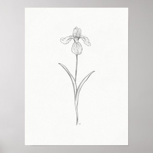 Iris Flower Sketch Print (Voorkant)