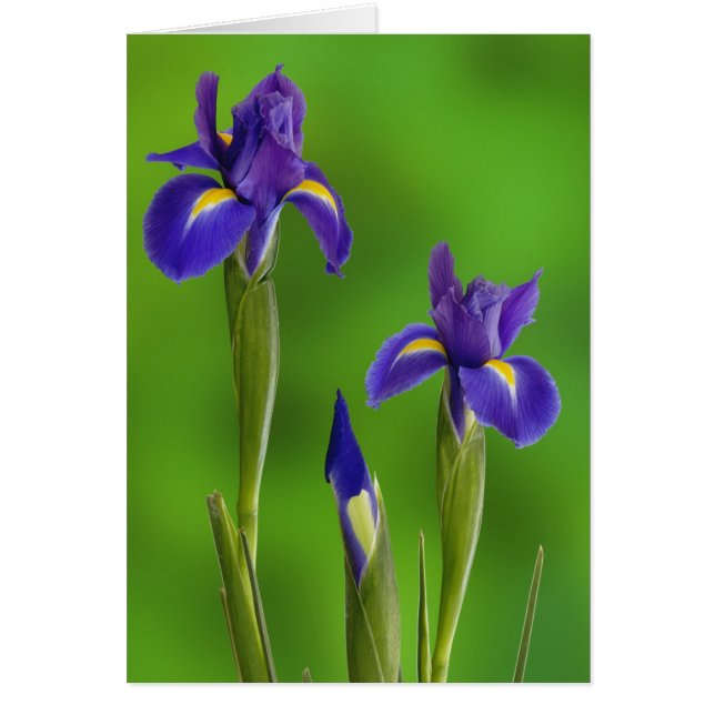 Iris Flowers (Voorkant)