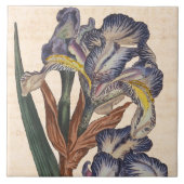  Iris Flowers Antiek Botanische Afdruk Tegeltje (Voorkant)