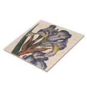 Iris Flowers Antiek Botanische Afdruk Tegeltje (Zijkant)