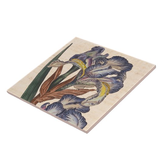  Iris Flowers Antiek Botanische Afdruk Tegeltje (Zijkant)