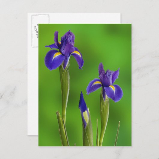 Iris Flowers Briefkaart (Voorkant / Achterkant)