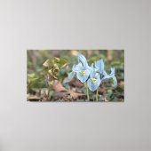 Iris Flowers Canvas Afdruk (Voorkant)
