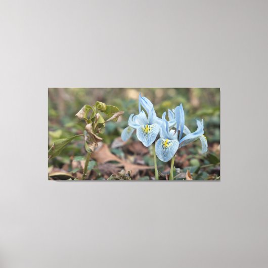 Iris Flowers Canvas Afdruk (Voorkant)
