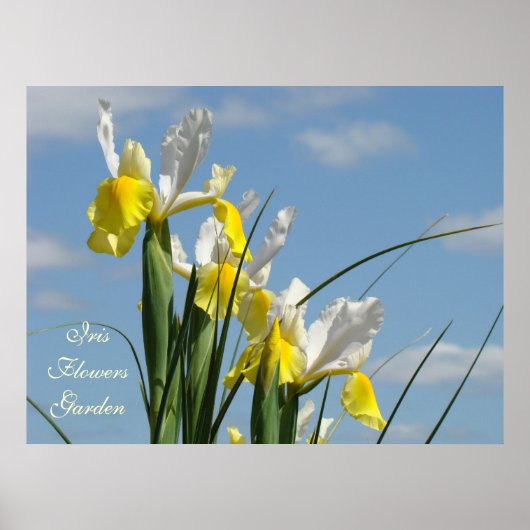 Iris Flowers Garden art prints Blue Sky Floral (Voorkant)