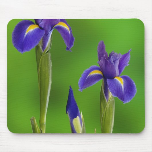 Iris Flowers Muismat (Voorkant)