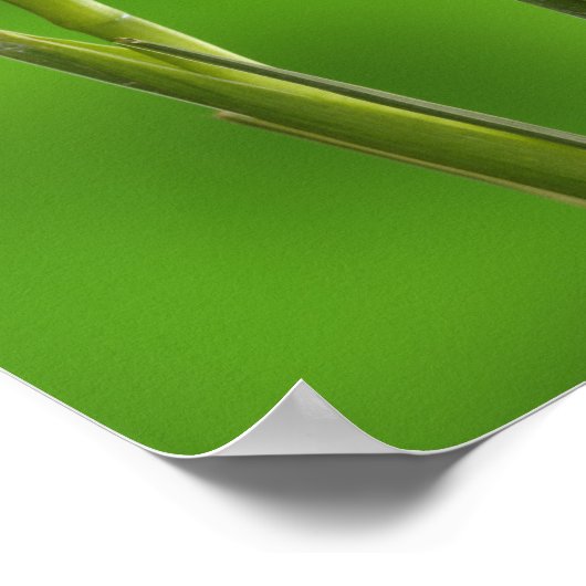 Iris Flowers Poster (Hoek)