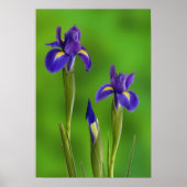 Iris Flowers Poster (Voorkant)
