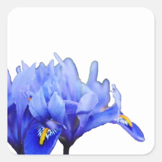 Iris Flowers Sticker (Voorkant)