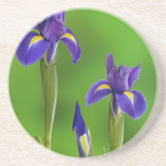 Iris Flowers Zandsteen Onderzetter (Voorkant)