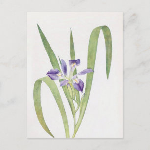 Iris Foliosa van William Dykes Briefkaart