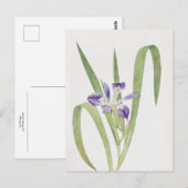 Iris Foliosa van William Dykes Briefkaart (Voorkant / Achterkant)