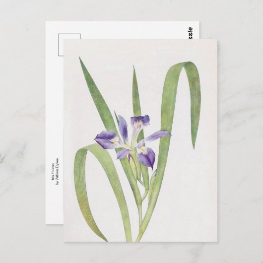 Iris Foliosa van William Dykes Briefkaart (Voorkant / Achterkant)
