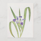 Iris Foliosa van William Dykes Briefkaart (Voorkant)