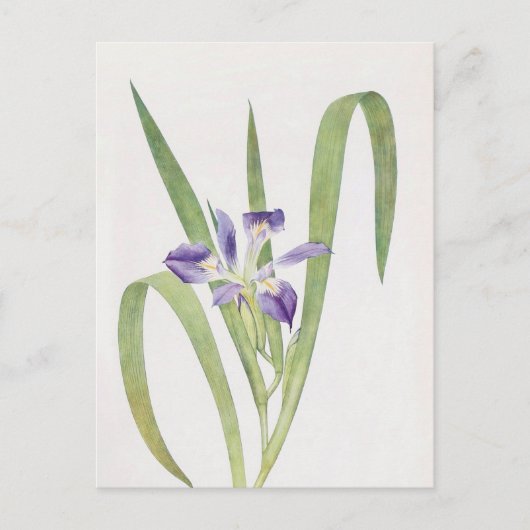 Iris Foliosa van William Dykes Briefkaart (Voorkant)