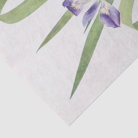 Iris Foliosa van William Dykes Tissuepapier (Detail)