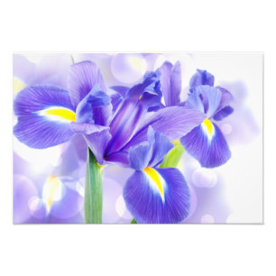 Iris Foto Afdruk