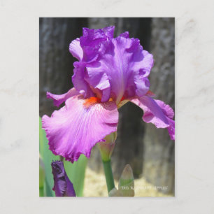 Iris "frambozenrimpels" [Briefkaart] ポ カ ー ド Briefkaart