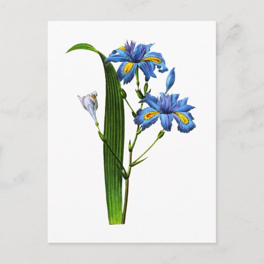 Iris Frangee door Joseph Pierre Redoute Briefkaart (Voorkant)