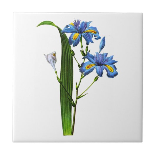 Iris Frangee door Joseph Pierre Redoute Tegeltje (Voorkant)