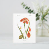 Iris fulva briefkaart (Staand voorkant)