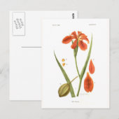 Iris fulva briefkaart (Voorkant / Achterkant)