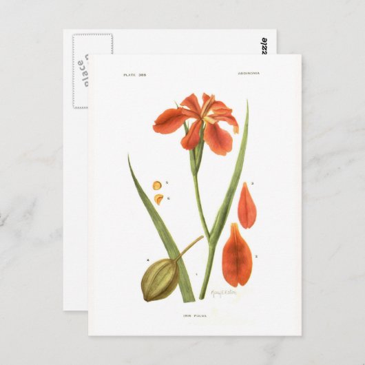Iris fulva briefkaart (Voorkant / Achterkant)