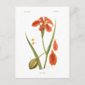 Iris fulva briefkaart (Voorkant)