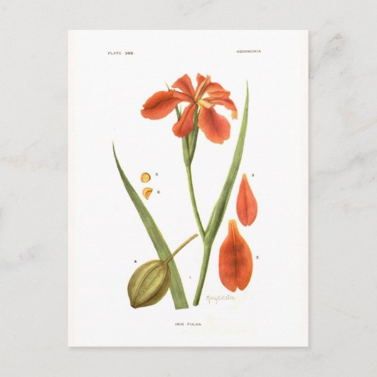 Iris fulva briefkaart (Voorkant)