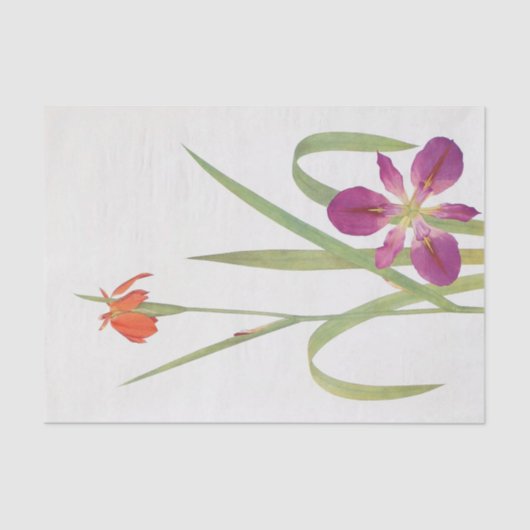 Iris Fulva en Iris Fulvala door William Dykes Tissuepapier (Voorkant)