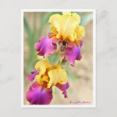 Iris Gala Madrid Briefkaart (Voorkant)