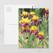 Iris "Gala Madrid" (Briefkaart) Briefkaart (Voorkant / Achterkant)