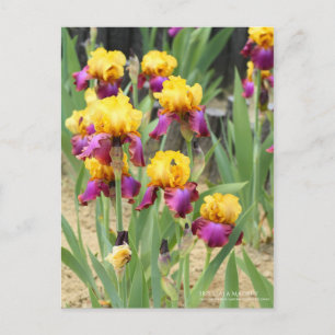 Iris "Gala Madrid" (Briefkaart) Briefkaart