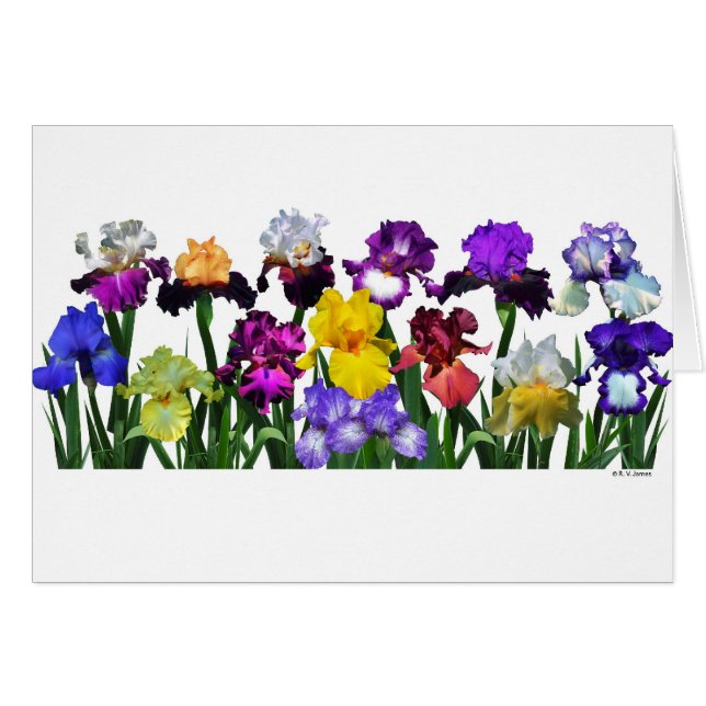 Iris Garden (Voorkant Horizontaal)