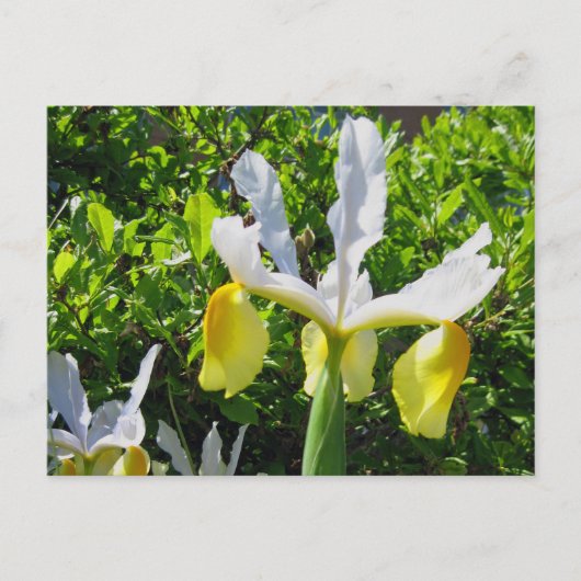 Iris Garden Briefkaart (Voorkant)