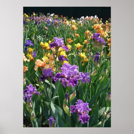 Iris Garden Paars Ises Cottage floral Poster (Voorkant)
