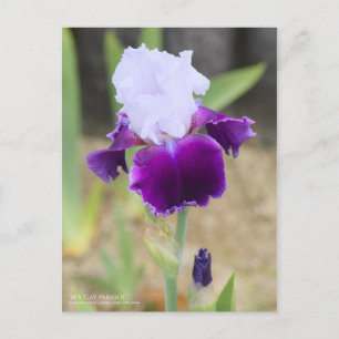 Iris "Gay Parasol" (Briefkaart) Briefkaart
