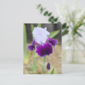 Iris "Gay Parasol" (Briefkaart) Briefkaart (Staand voorkant)