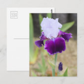 Iris "Gay Parasol" (Briefkaart) Briefkaart (Voorkant / Achterkant)