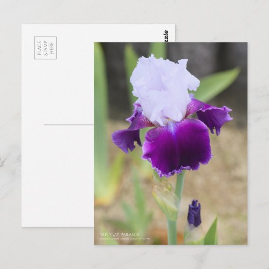 Iris "Gay Parasol" (Briefkaart) Briefkaart (Voorkant / Achterkant)