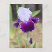 Iris "Gay Parasol" (Briefkaart) Briefkaart (Voorkant)