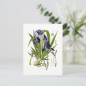 Iris germanica briefkaart (Staand voorkant)
