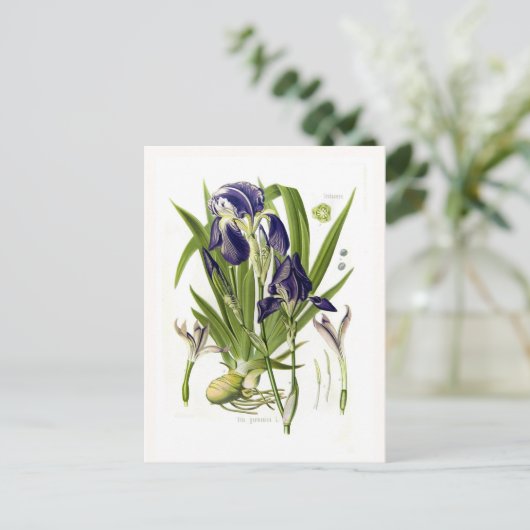 Iris germanica briefkaart (Staand voorkant)