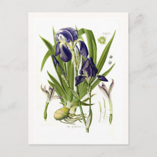 Iris germanica briefkaart