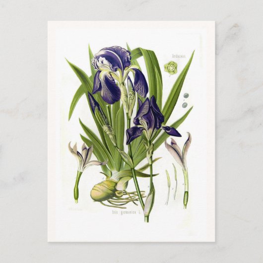 Iris germanica briefkaart (Voorkant)
