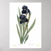 Iris germanica poster (Voorkant)