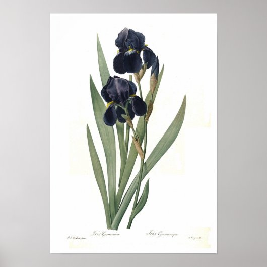 Iris germanica poster (Voorkant)