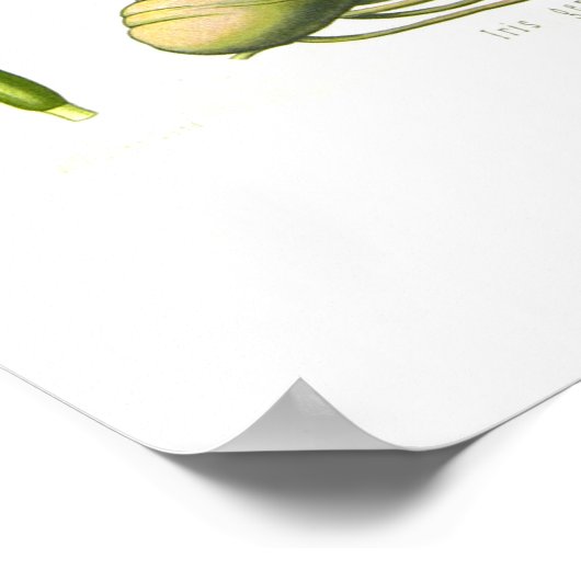 Iris germanica poster (Hoek)